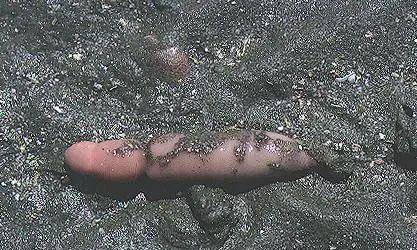 它们一般都在海里瞎游,落到海底的就是雌性螠虫.