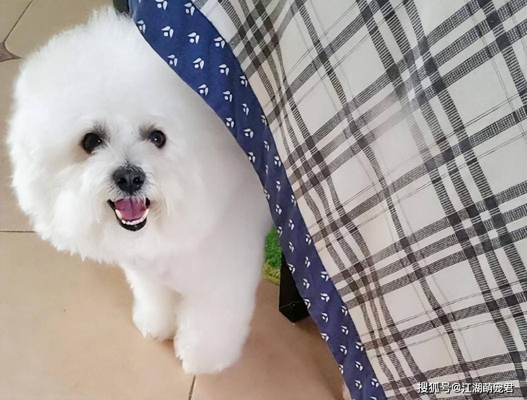 原创比熊缺爱通常会有这5个表现希望你家没有