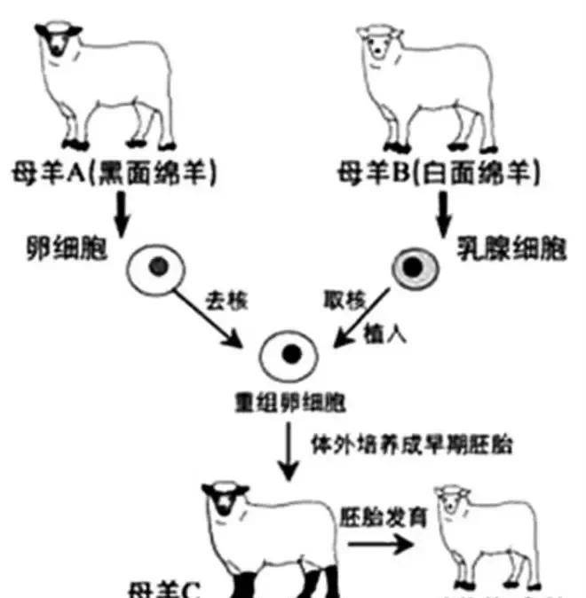 从另外一个角度上来说多莉也没有母亲,因为需要两只母羊完成这个过程