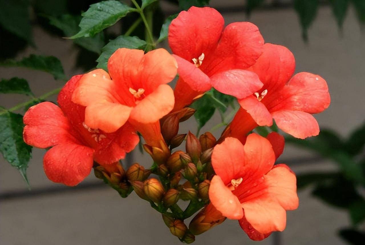 18种夏天好养的花_开花_生长习性_花色