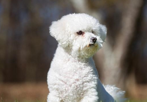 如何辨别比熊犬是否纯种?