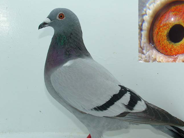 觉得鸽子的羽色不够亮怎么办