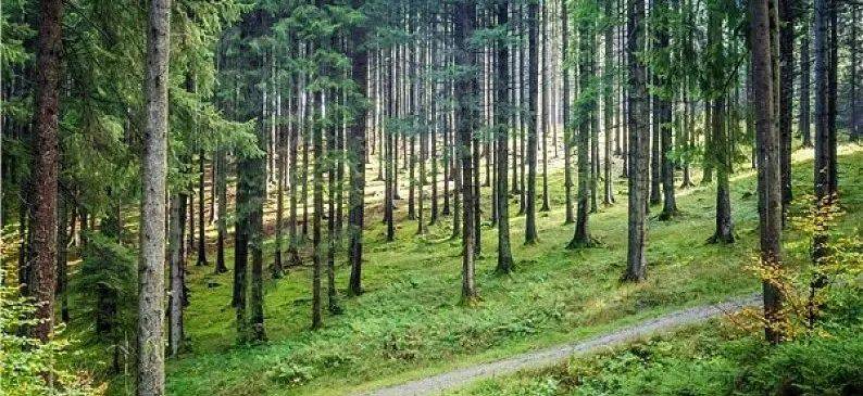 关于农村林地的法律问题看看你都了解多少