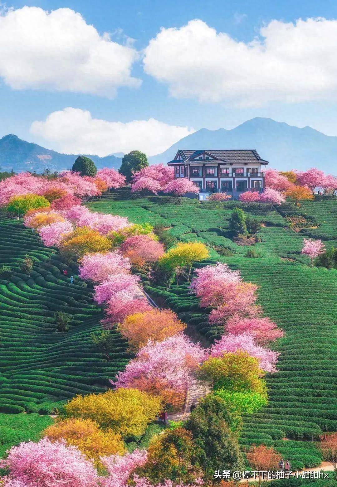 万亩樱花绽放惊艳国家地理比日本樱花壮观五倍赶快启程赏花吧