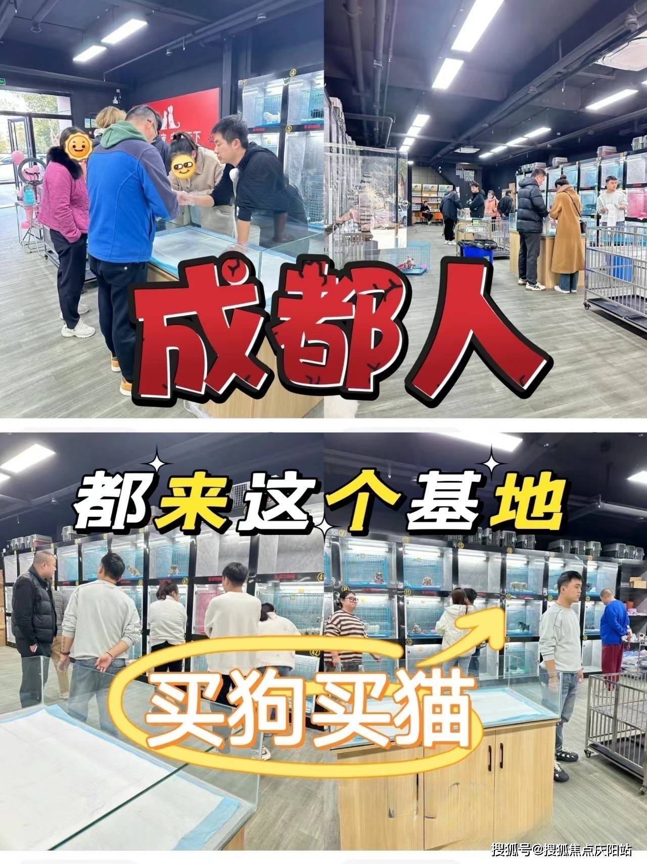 成都哪有正规的犬舍猫舍基地这地儿可安全可靠了还能让你现场挑宠物