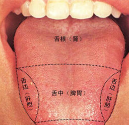 舌反映肝胆,脾胃等内脏的情况,学会望舌了解自己的健康状况_舌苔_舌头