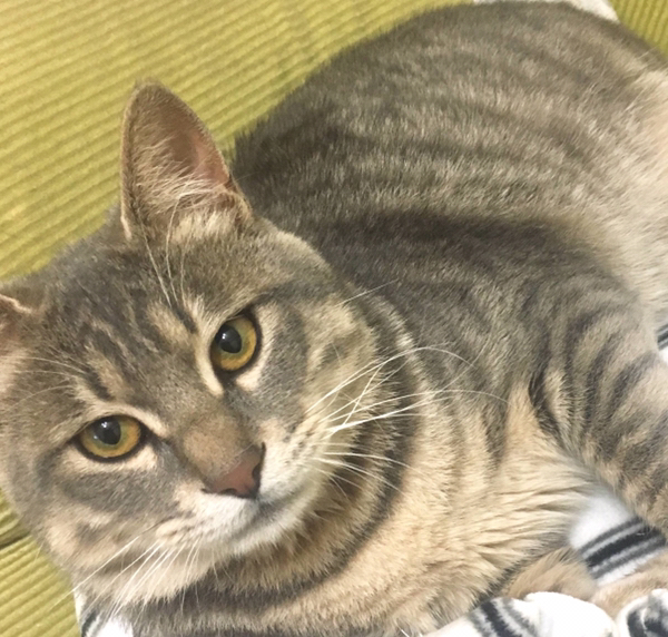 魅力十足的中华田园猫,备受国外友人的喜爱_猫咪_花猫_性格