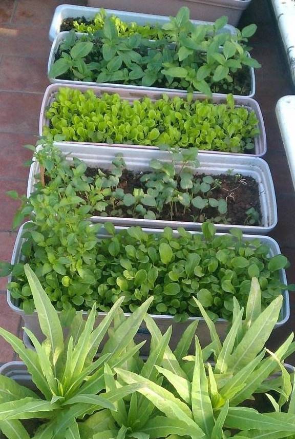 阳台种菜长得慢?用这3个方法,吃一茬长一茬!_温度_蔬菜_肥料