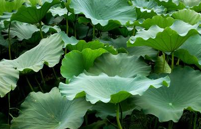 它是天然"刮油王",睡前喝"它",可以减肥,可惜知道的人太少_荷叶_功效