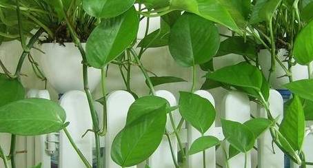 原创绿萝的叶子黄叶了教你样处理方法不用半个月就能够绿回来