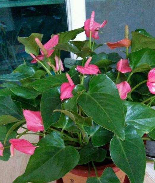 红掌配土与养护,做好这几点,叶绿花更红_的要求_排水_热带雨林