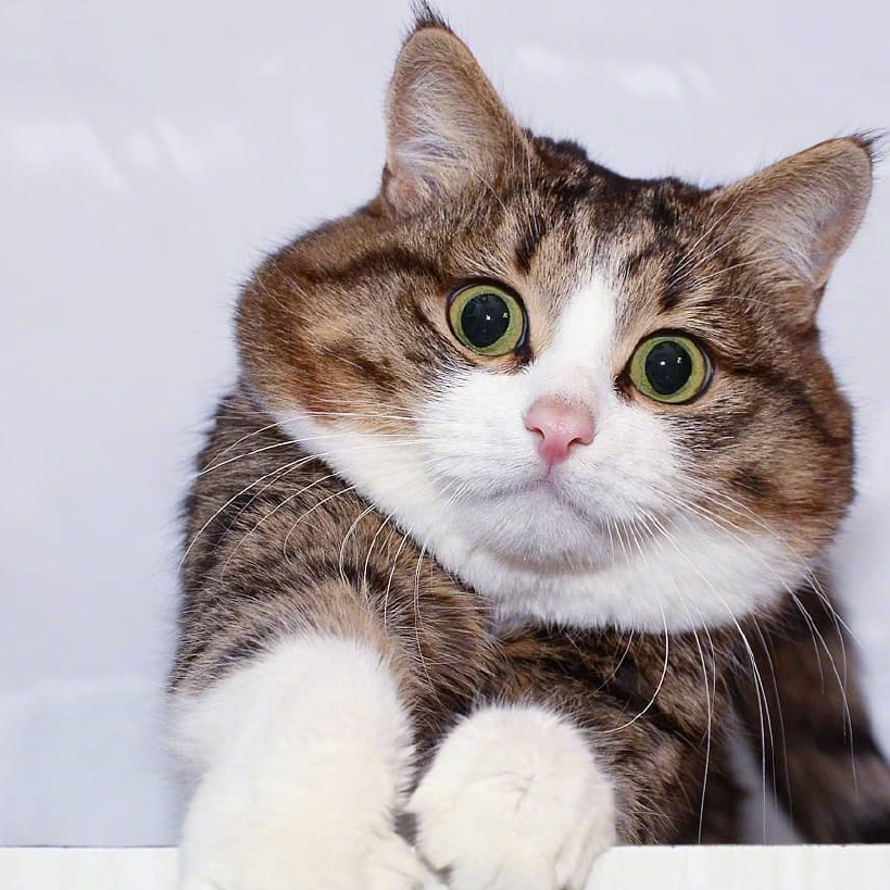 原创这只猫咪虽然只有两条腿但它凭借丰富的表情包圈粉无数