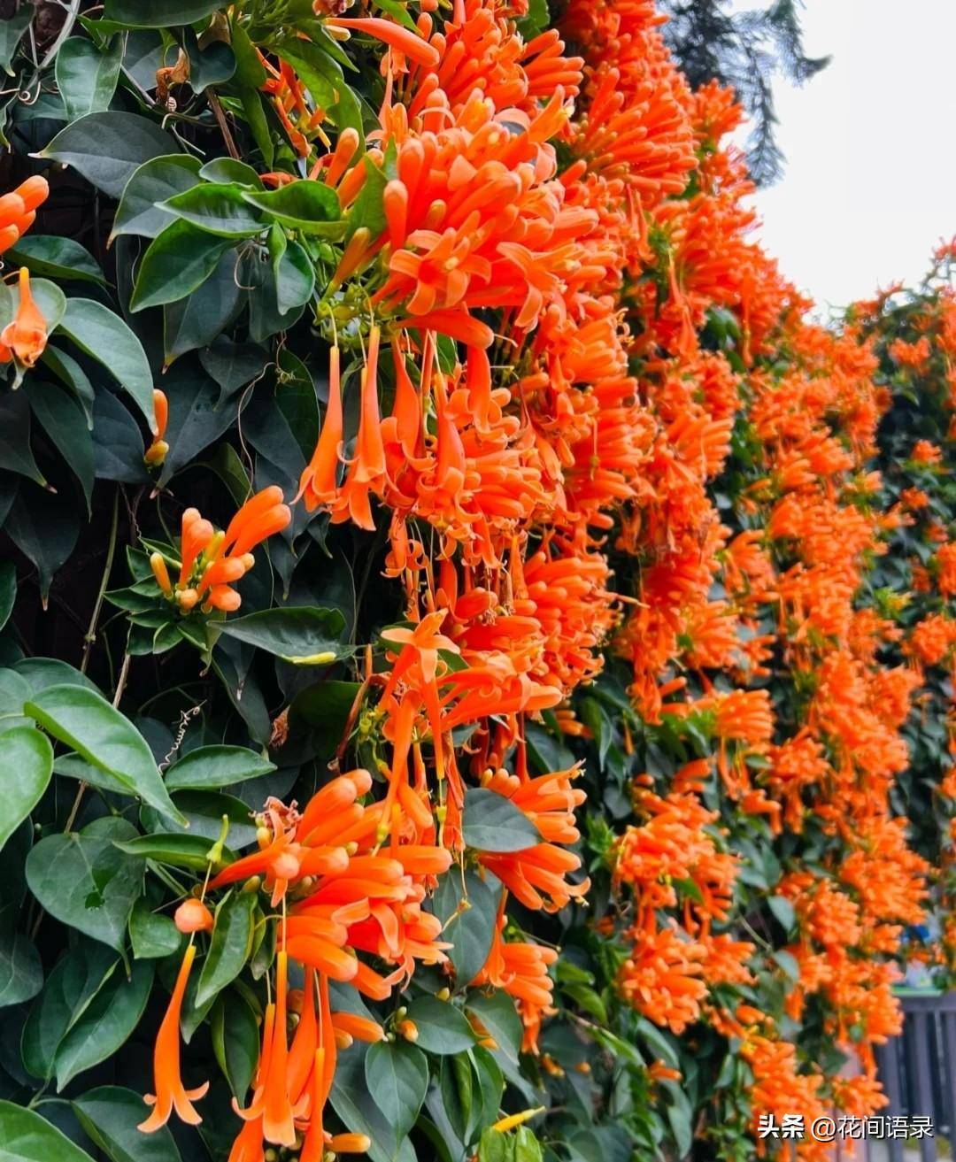 长满墙的炮仗花太壮观了,开成了火焰色的"花瀑布"___