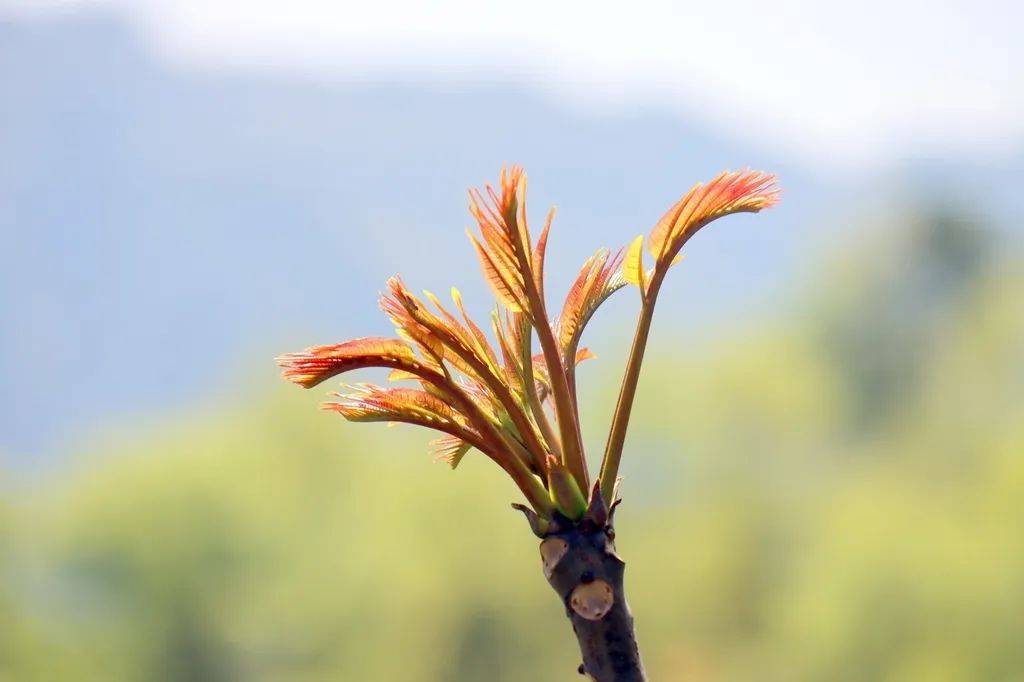香椿古称“大椿”，被视为长寿的象征。庄子《逍遥游》中说：“上古有大椿者