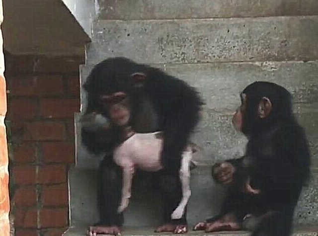 原创流浪小奶狗皮肤感染路人果断带回家一年后华丽转身