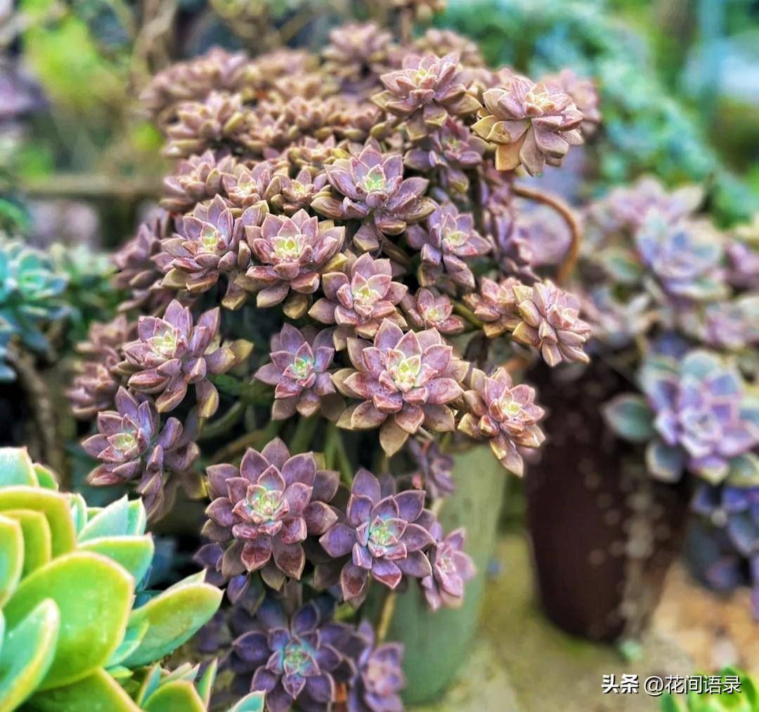 便宜好养的阿伦陪粉色系多肉