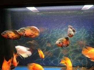 像比较皮实型的鹦鹉,地图,银龙,招财,七星刀,招财猫,红尾皇冠等等