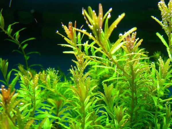 几种常见水草介绍