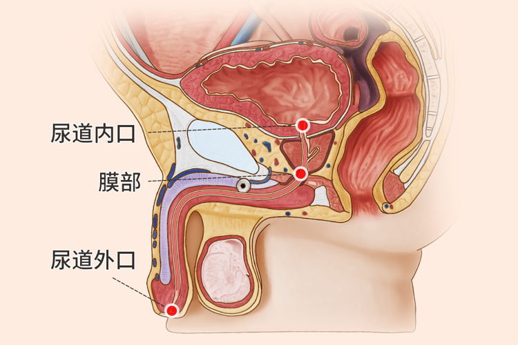 尿和精液会不会同时排出来(禁欲时间长会影响精子质量吗)