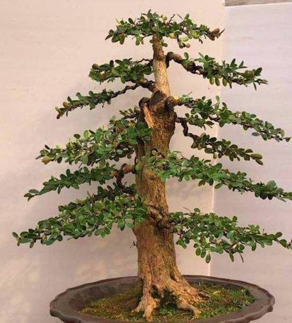 春养树桩盆景这几点不能犯错再好养也容易死