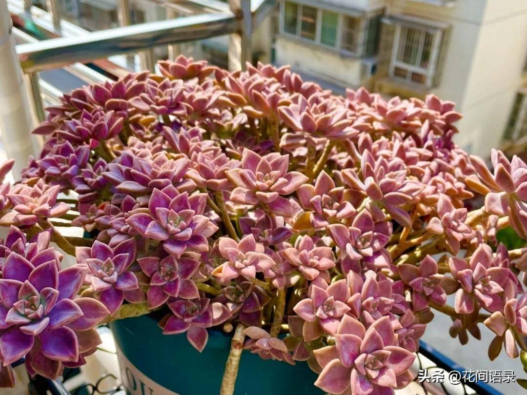 便宜好养的阿伦陪粉色系多肉