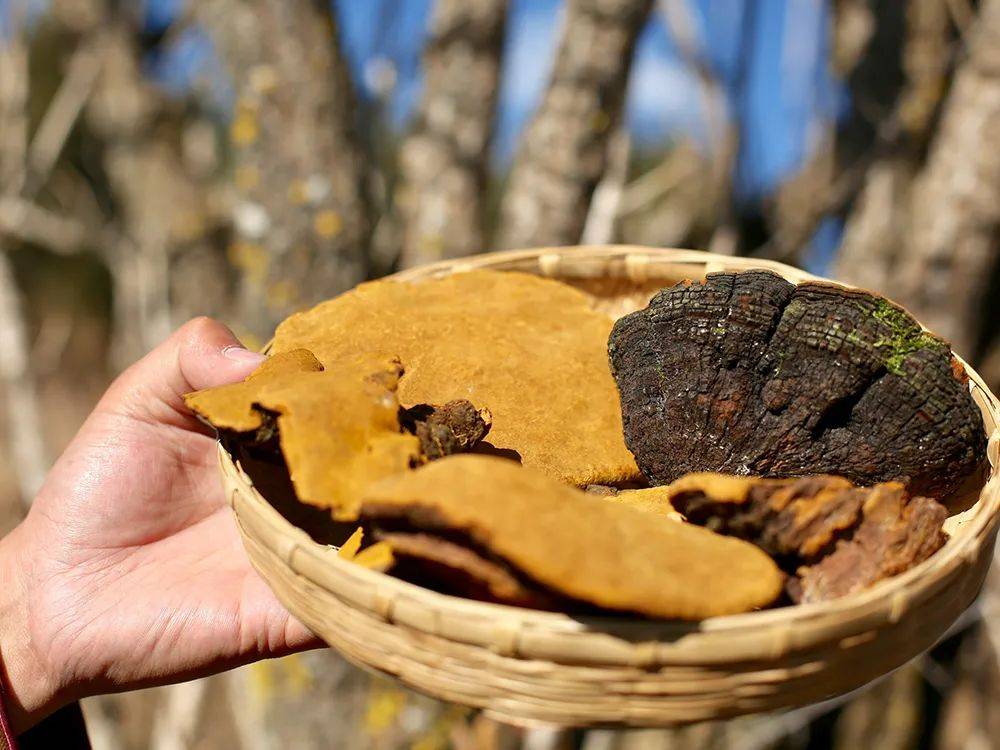 长在桑树上的"金耳朵",若遇见请重视起来,如今价值珍贵千元一斤_桑黄