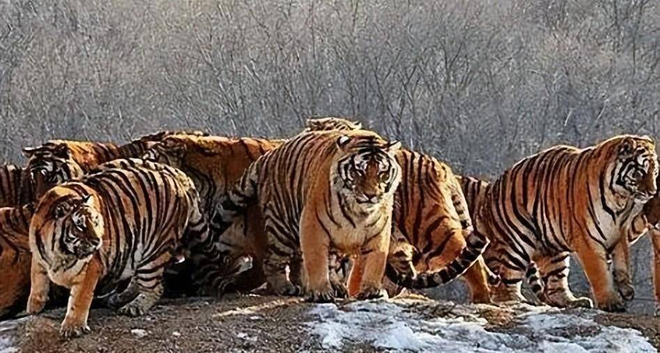 原创70年前100多只华南虎围住湖南一村庄目的是为给小老虎复仇