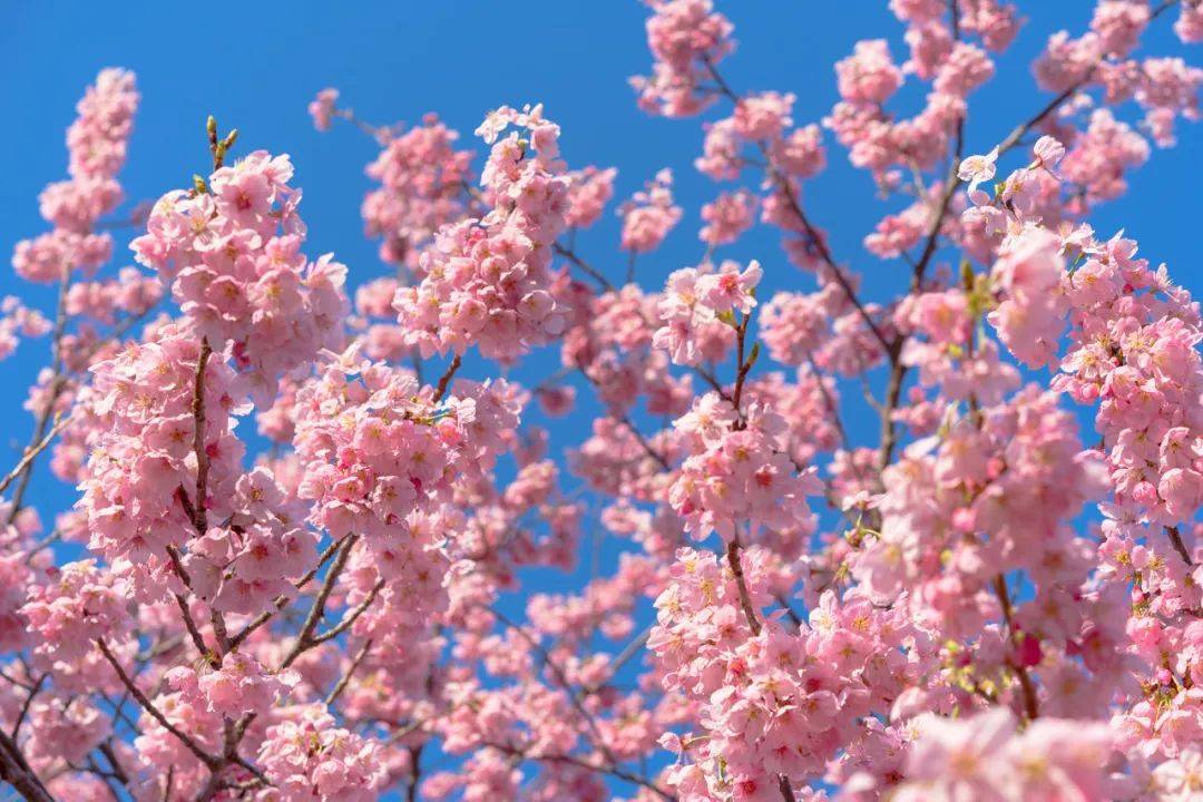 2024日本赏樱攻略与春日樱花一期一会