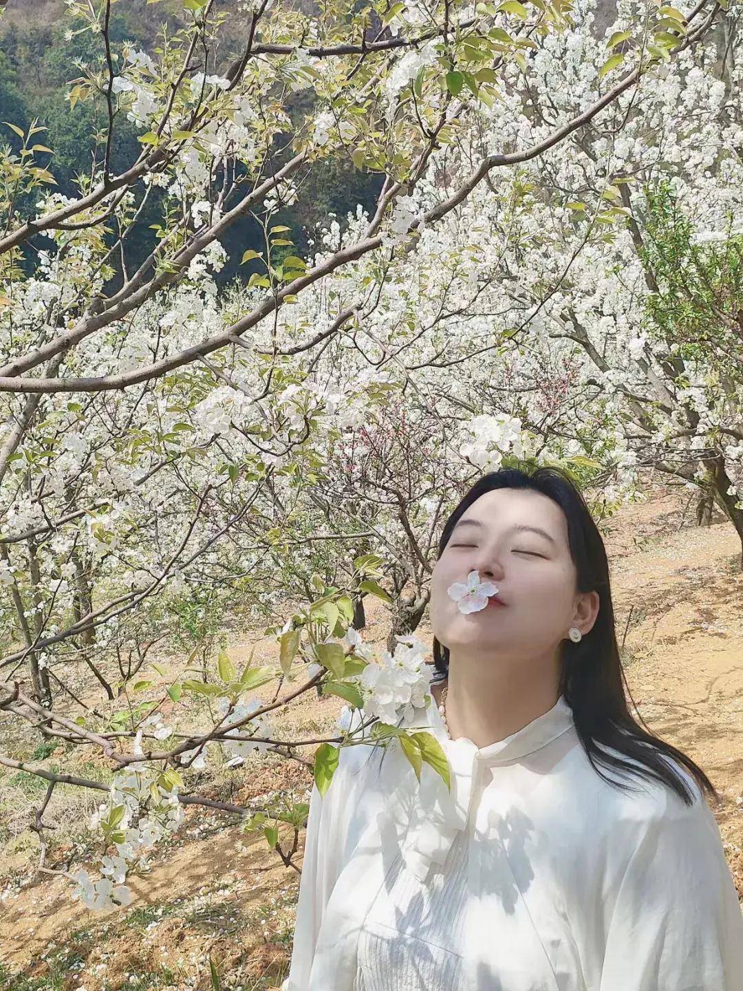 云南红河个旧加级寨万亩梨花开妙曼女子呼朋引伴赏花景留倩影