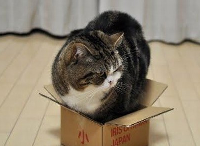 原创猫咪总是喜欢钻盒子不明明是你的盒子长出了猫