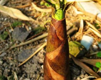 竹笋_食物_海鱼