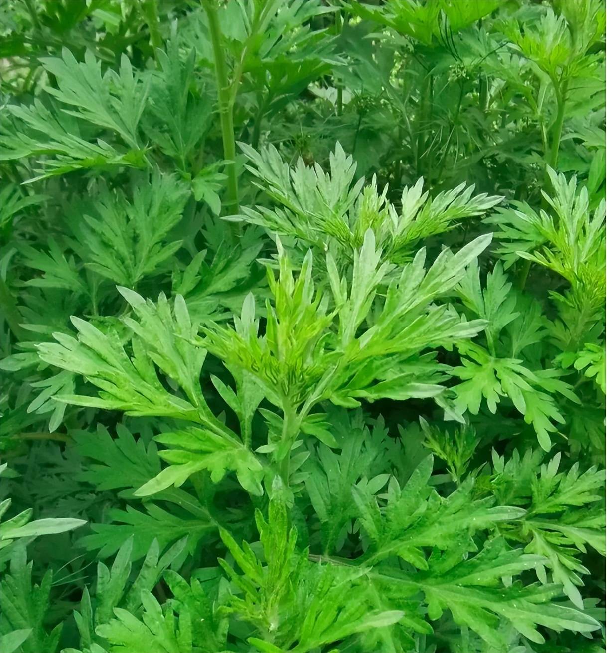 艾草推荐做法:1,馅热锅将花生,黑芝麻分别用小火干炒至金黄香脆.