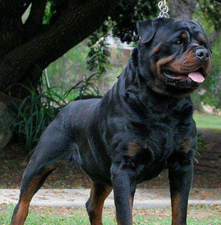 世界上最强的护卫犬,无非就是这5种,猛犬中的五虎上将