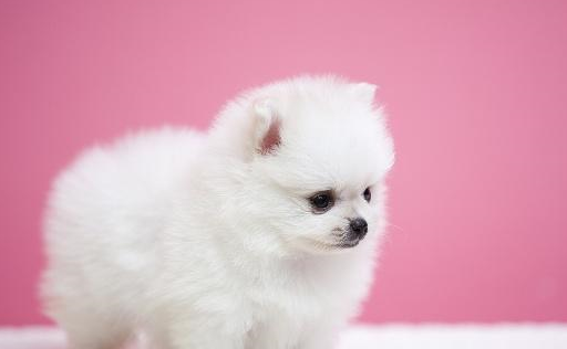 软萌博美很讨人喜欢,但是真正养的人不多,这五大缺点真是很难忍