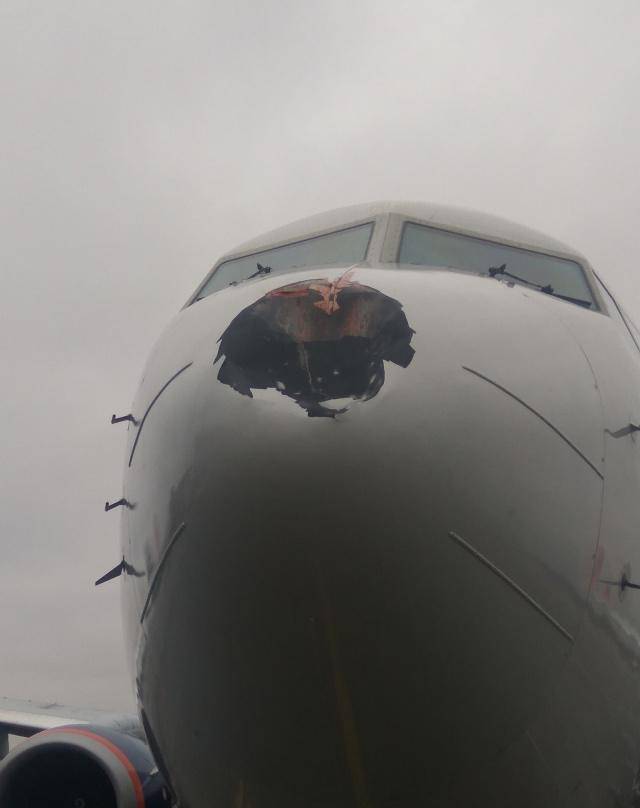 原创鸟撞上正在飞行的飞机后果有多严重看完大开眼界