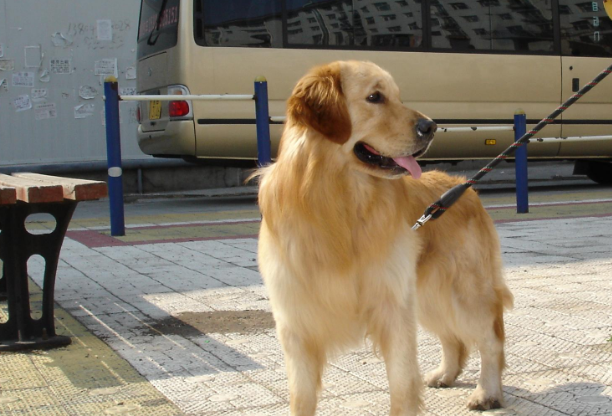 金毛总被其他狗狗欺负,主人给它做了个"老虎"造型,果然威风