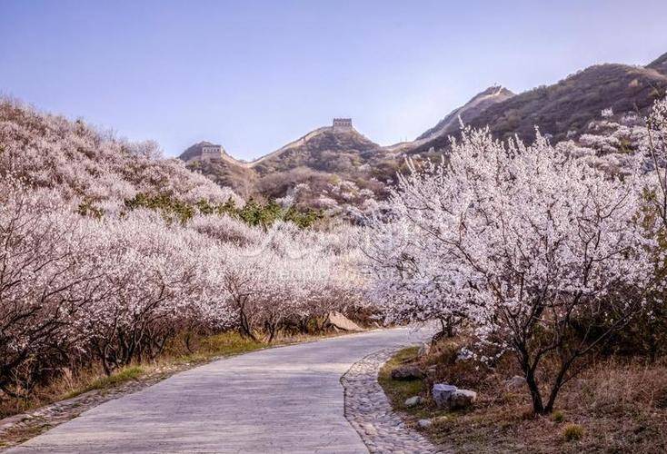 3月适合去哪里旅游春日限定北京必去的赏花指南