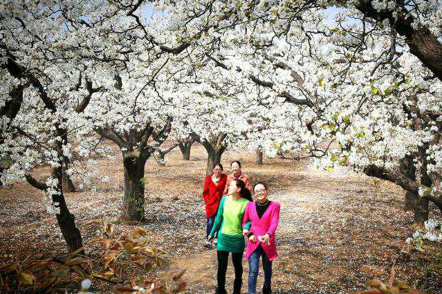 原创河北石家庄赵县梨花节即将到来什么时间来才能看到最美的梨花