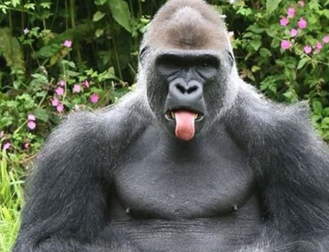 猩猩抽烟表情包图片