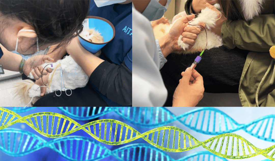 科技是第一生产力,宠知因基因检测全流程大揭秘!