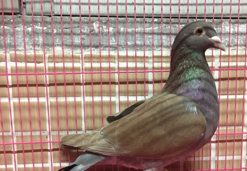 原创春赛多地遭遇滑铁卢快鸽更易丢