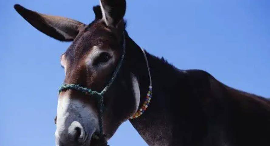 原创山东男童救下野驴1年后少年下落不明野驴报恩为老母亲沉冤昭雪