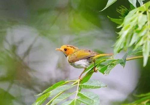 原创典故罗含梦鸟晋代罗含昼卧梦一七彩鸟入喉此后才藻日新