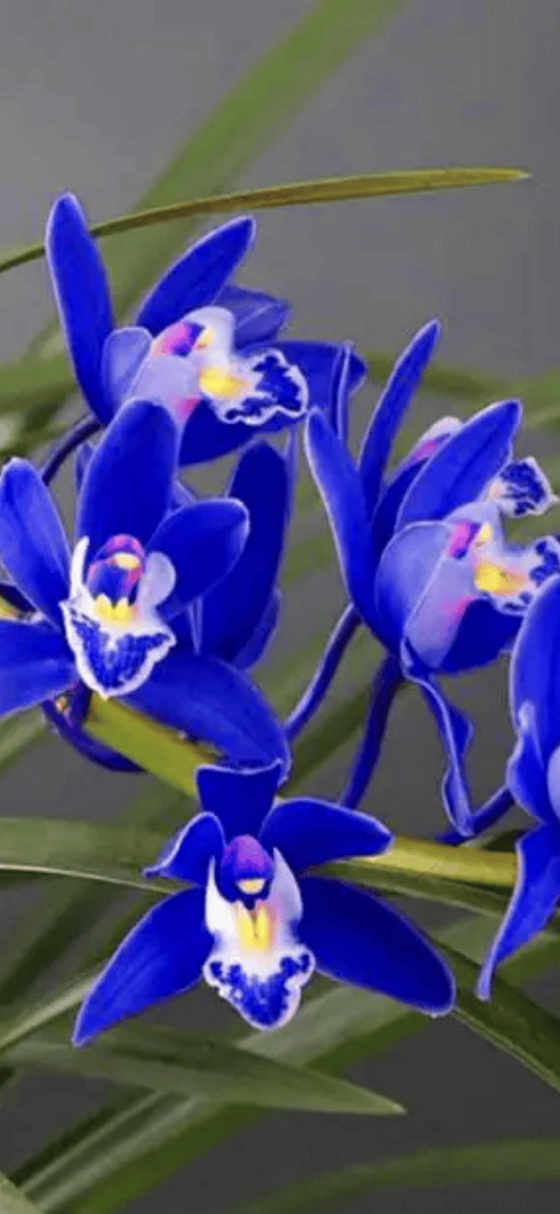 诗意江城红色藏家军旅诗人钢哥诗歌欣赏一