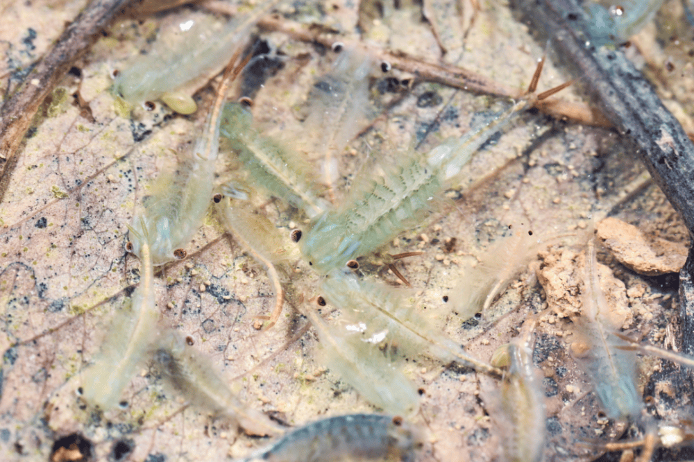 合肥大蜀山首次拍到仙女虾与恐龙同一时代为何能活到现在