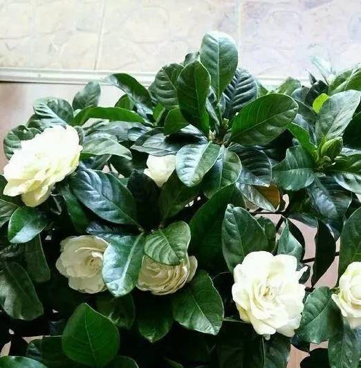 栀子花最怕它碰上就没救再上心都养不活