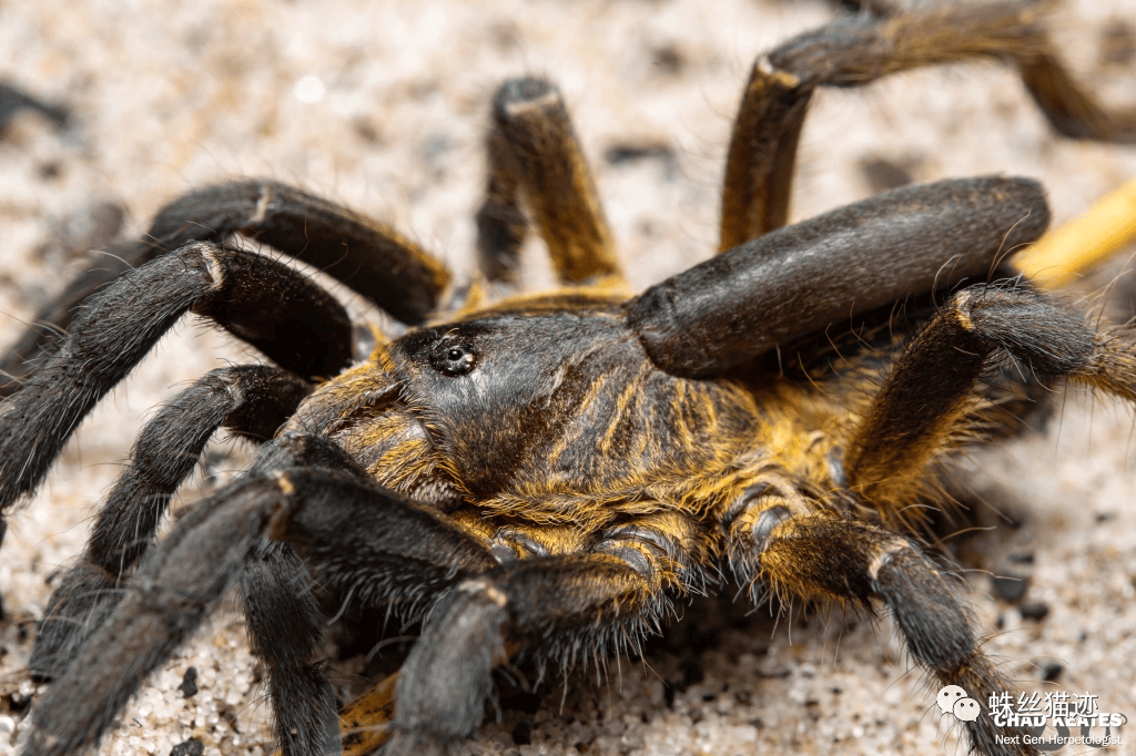 darlingi 图源见水印斜角巴布 ceratogyrus bechuanicus 曾为独立种
