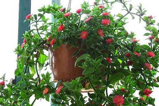 原创阳春三月5种能吊起来养的花开花成簇不占地还能变花园