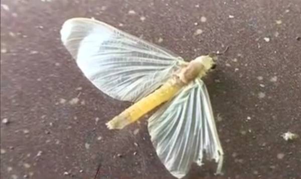 西双版纳热带植物园蜉蝣爆发,密密麻麻遮天盖地,对人有影响吗?