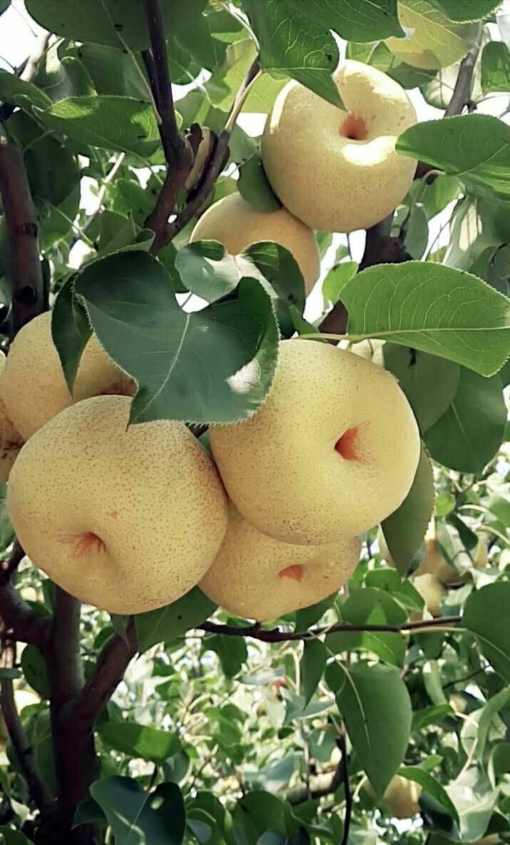 这8个地方上榜,甘甜味美,价不高,有你家乡吗_梨子_香梨_栽培